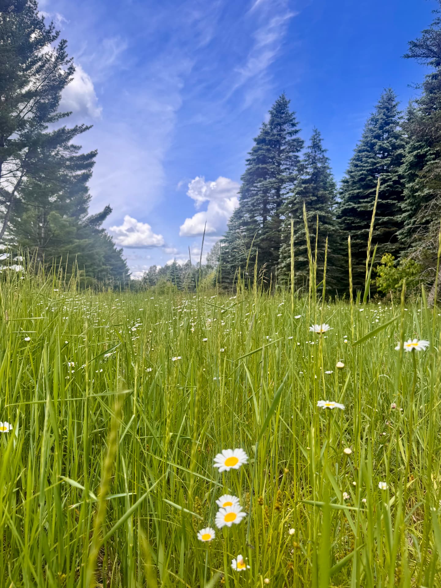 White daisies and tall grass beneath evergreens and a blue sky