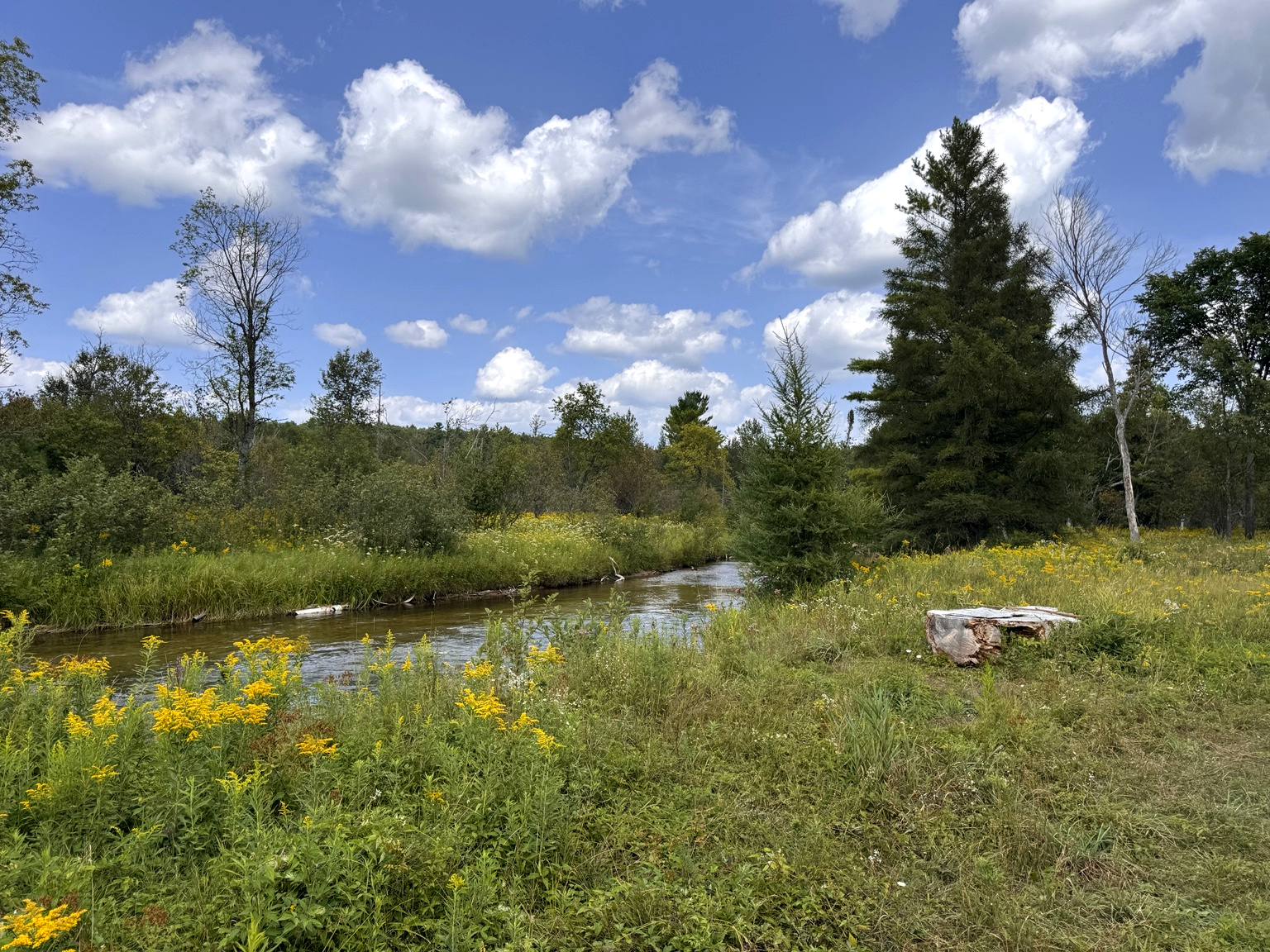The Boardman River running narrow through a meadow of yellow wildflowers