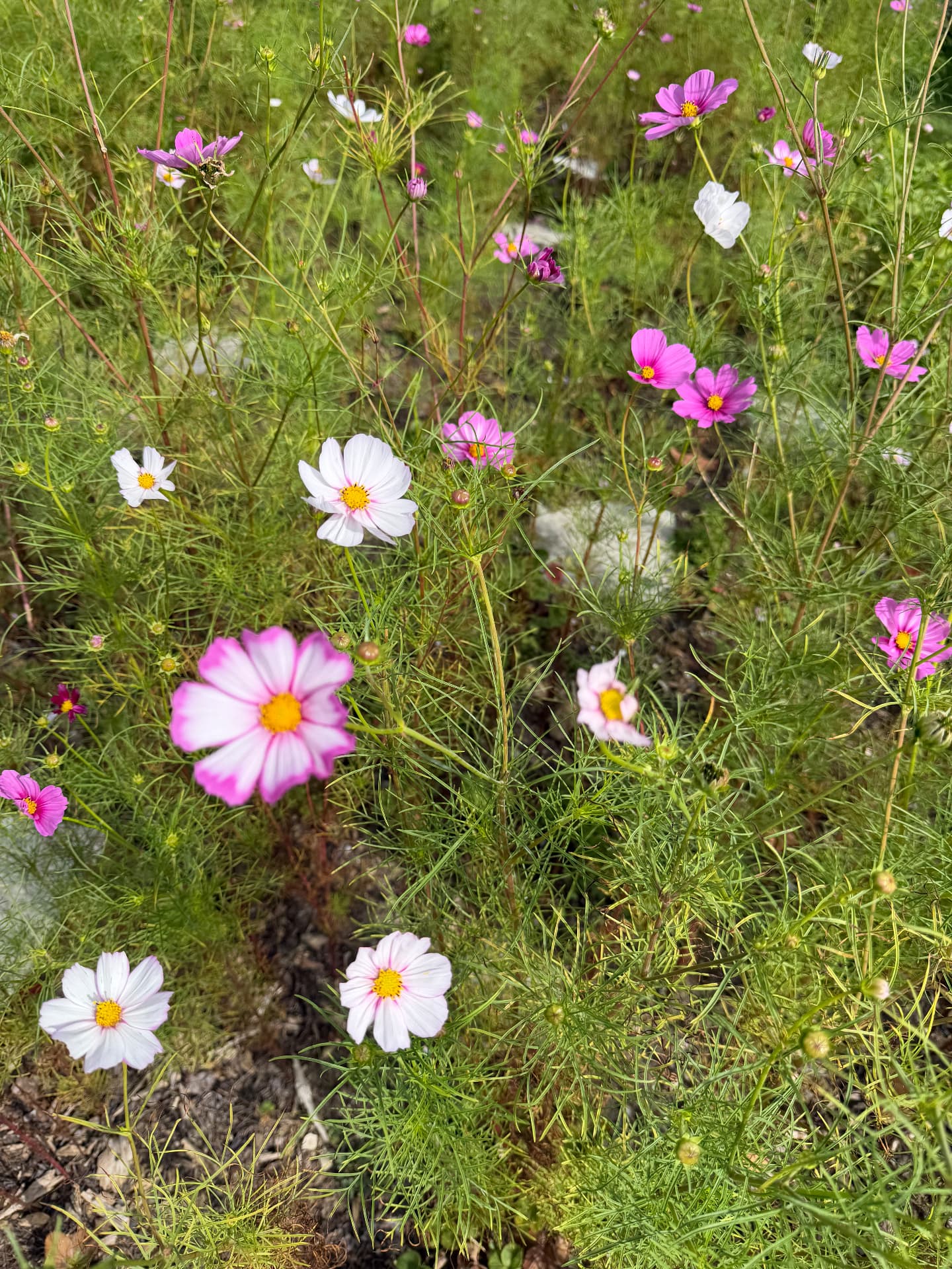 A field of pink and white cosmos in bloom among feathery green stems