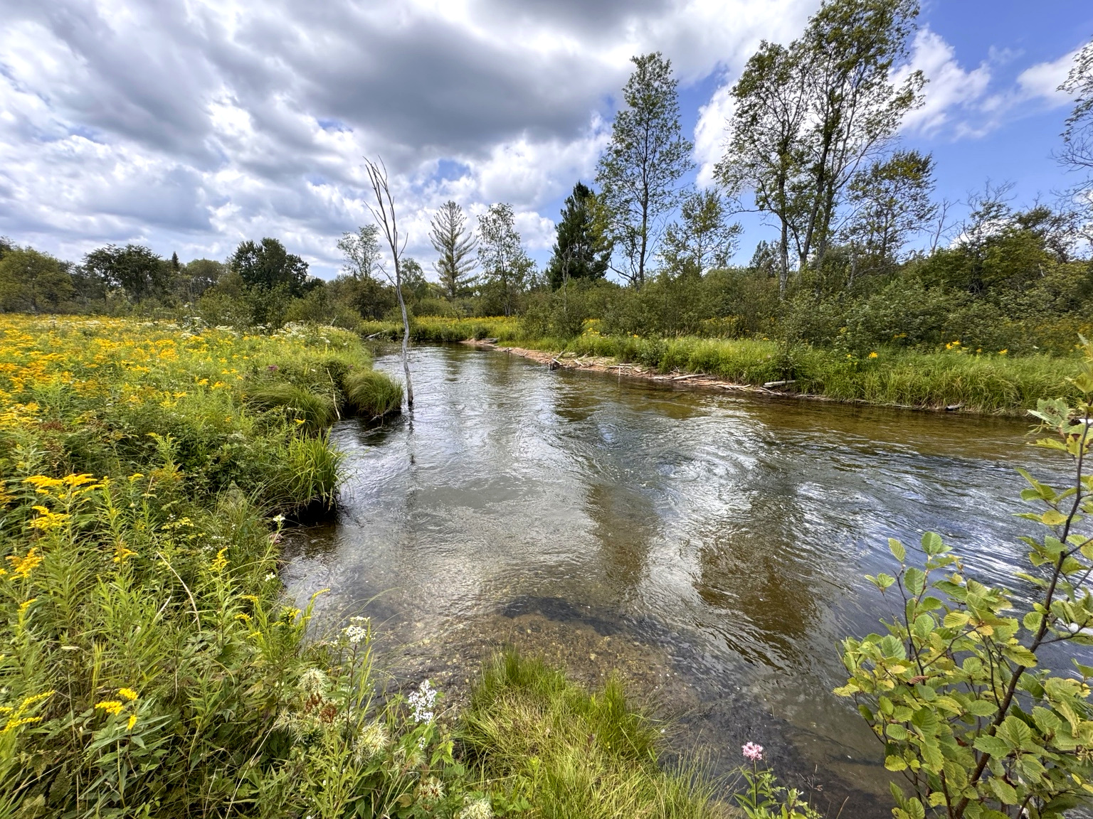 The Boardman River bending through grasses under a big summer sky