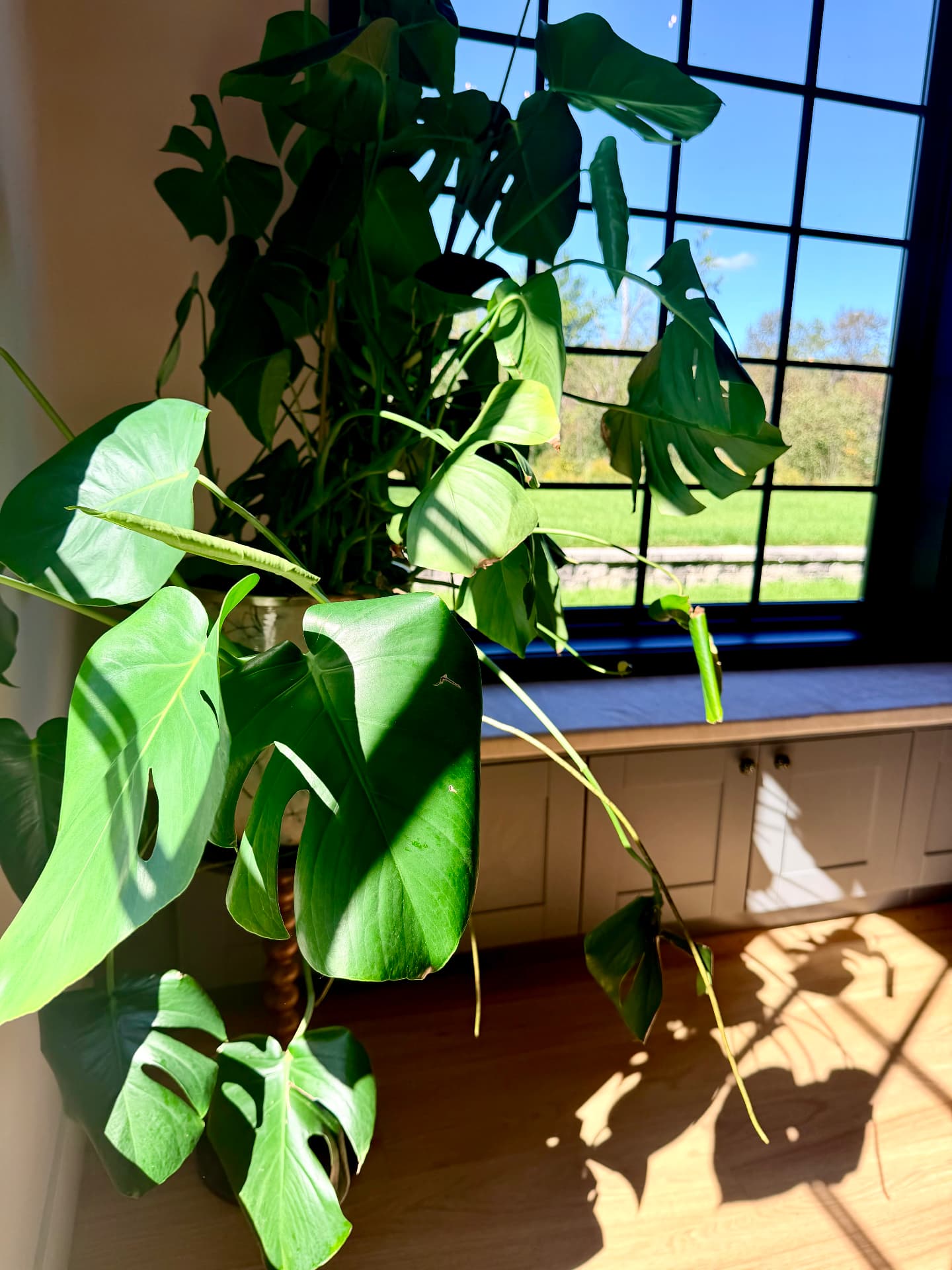 A broad monstera leaf catching the light before a window onto the lawn