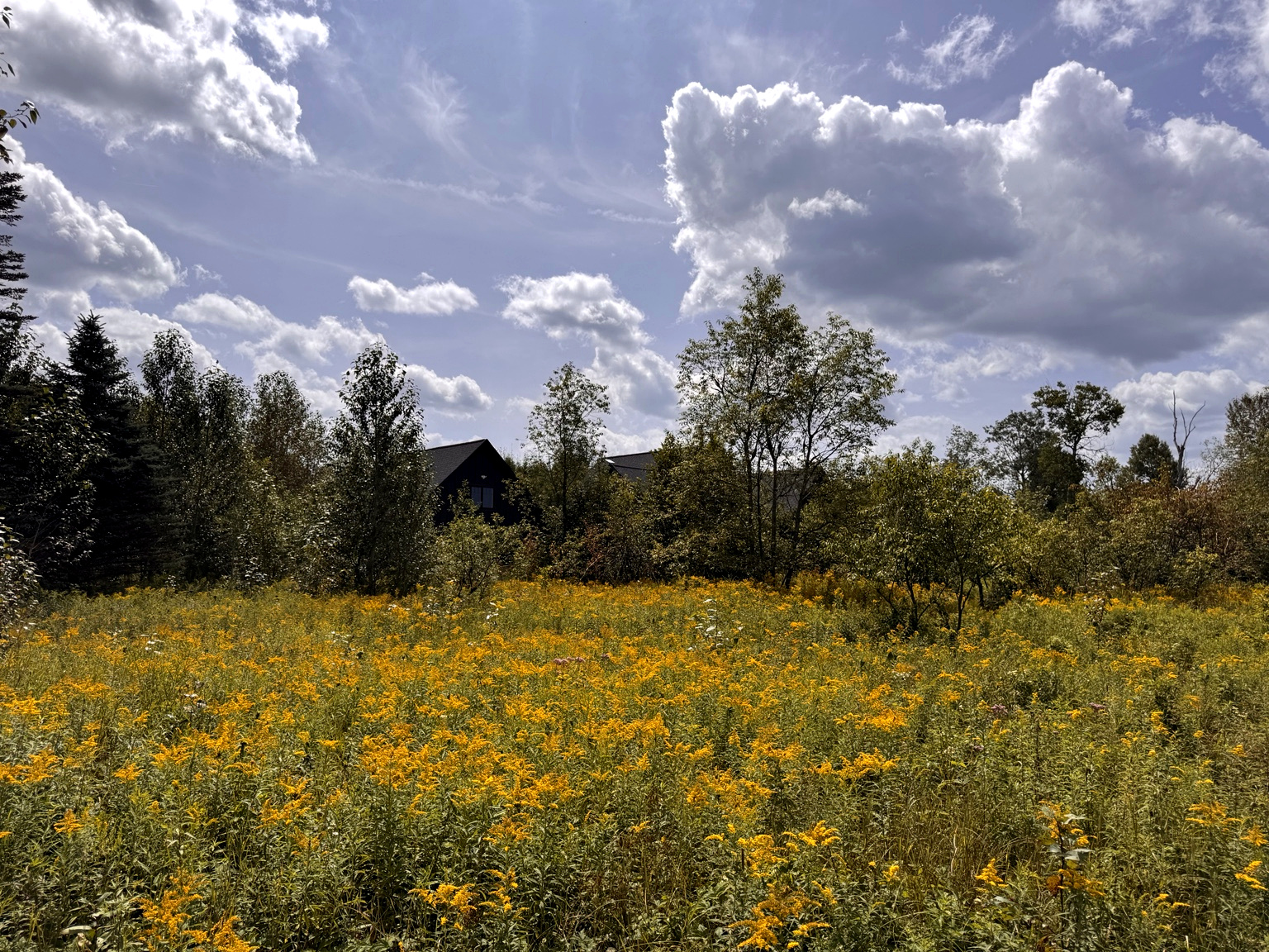 A broad field of goldenrod moving under a wide sky