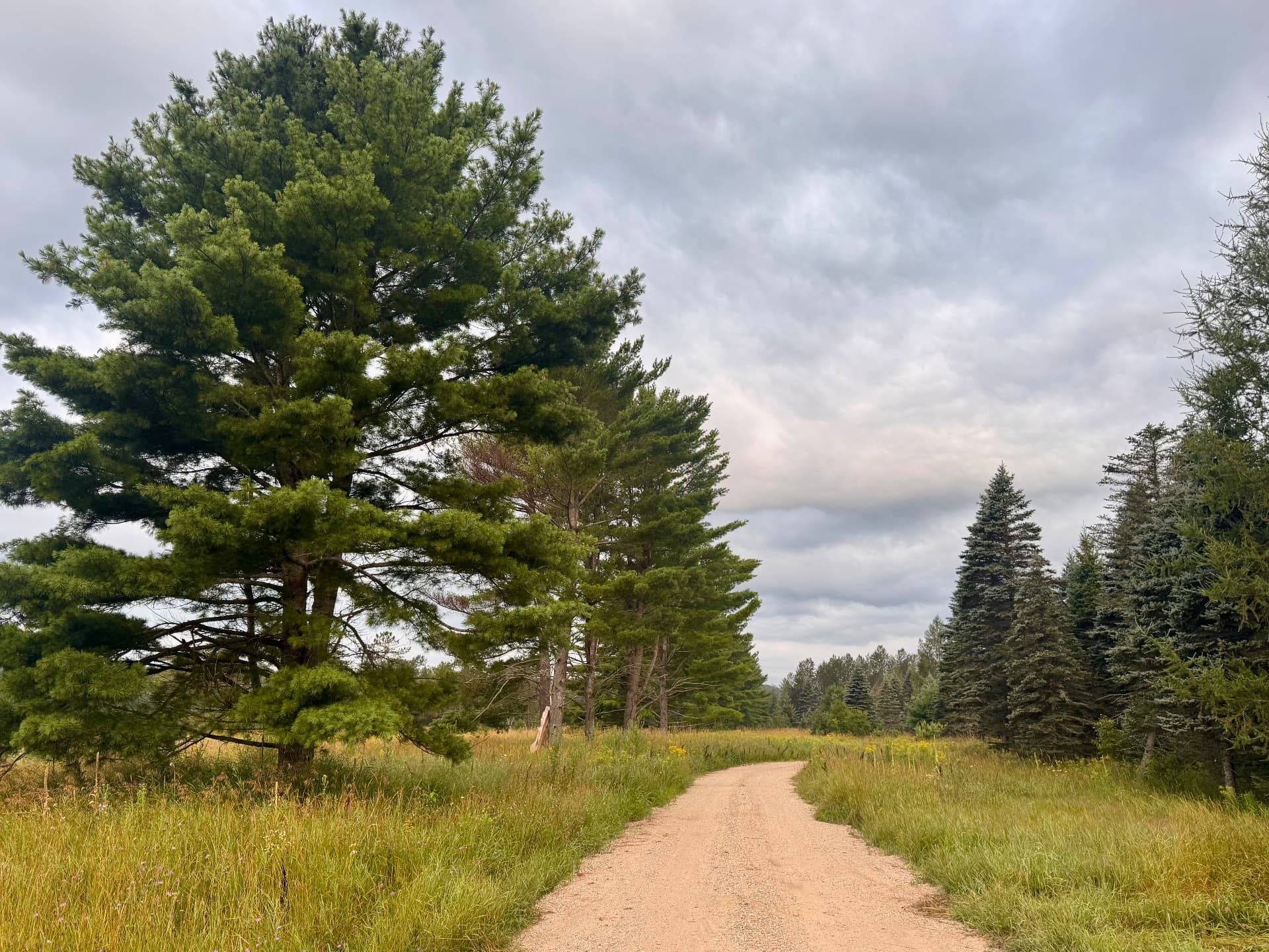 A gravel path winding through meadow grasses and white pines