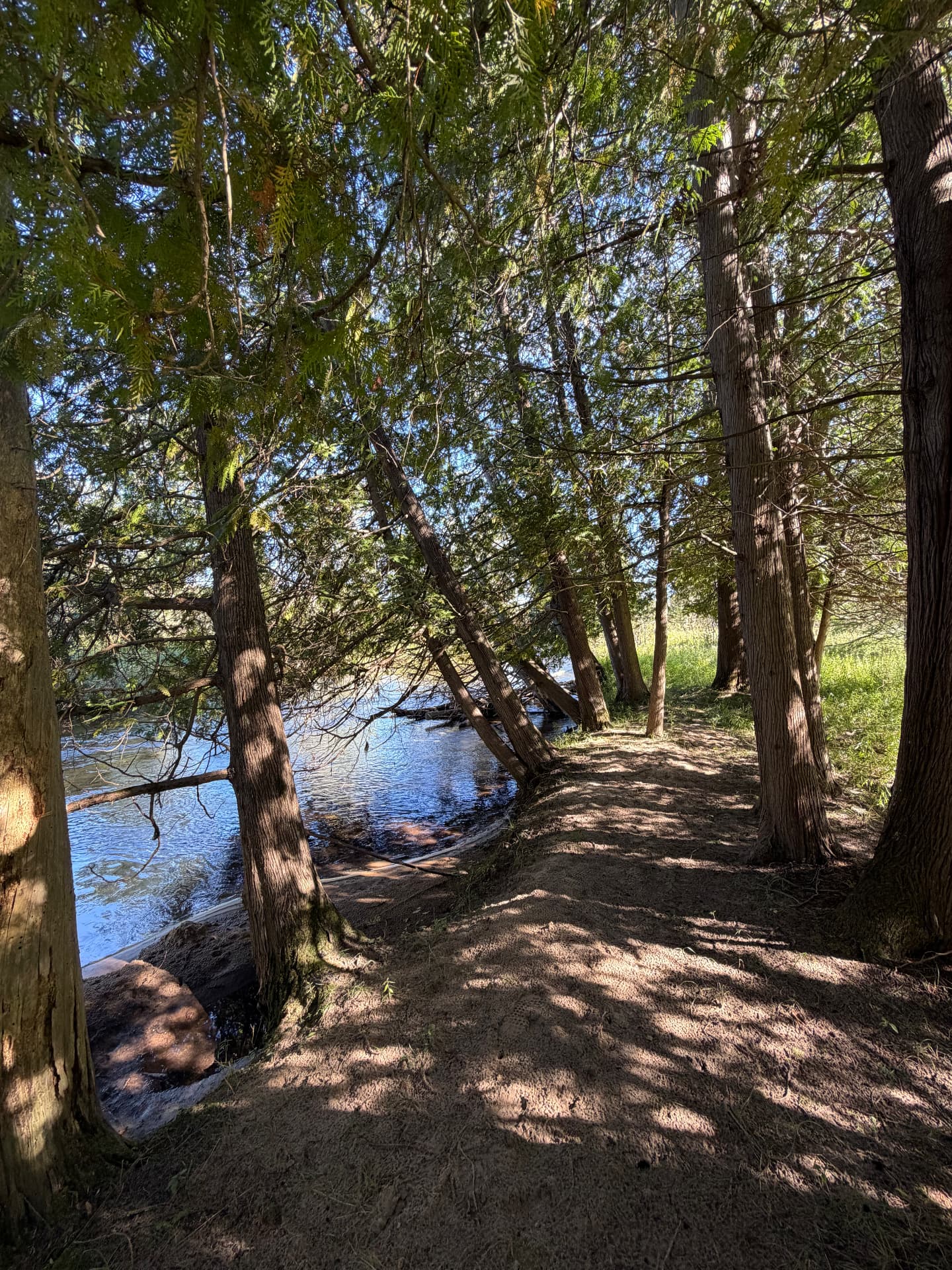 A path through cedars along the edge of the river