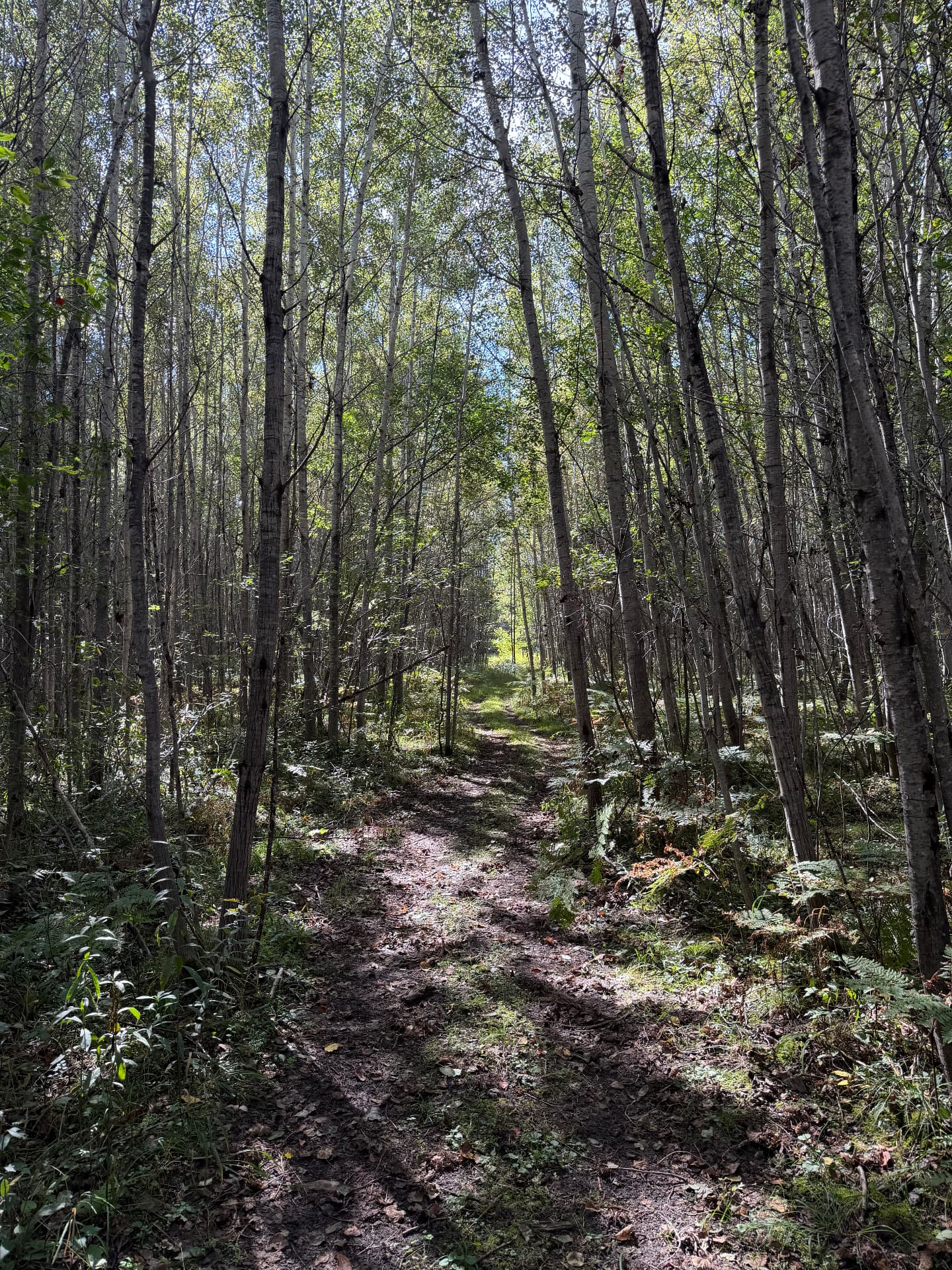 A two-track trail running through slender birches and ferns