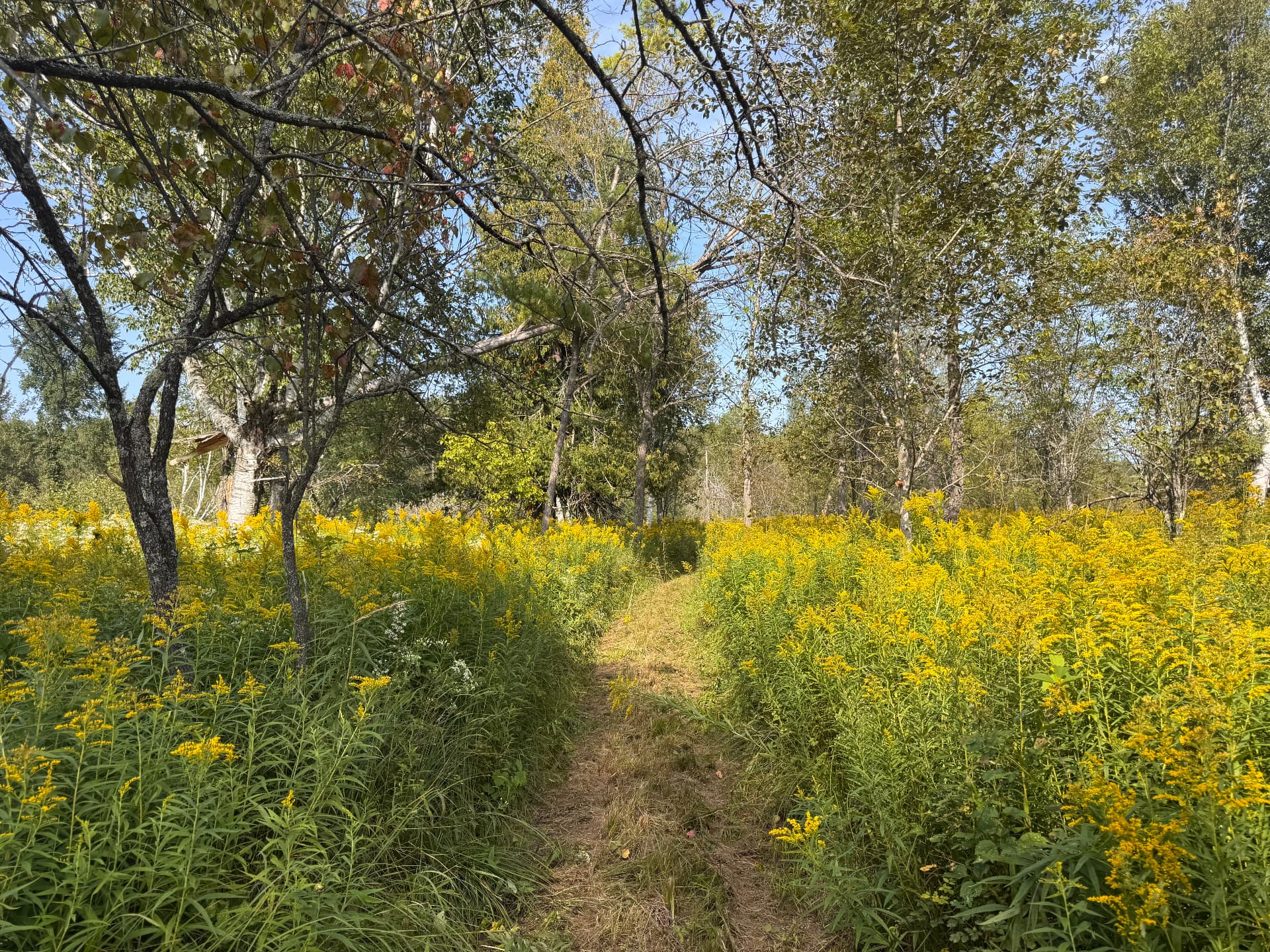 A winding dirt path through a field of goldenrod wildflowers toward a treeline under a bright sky